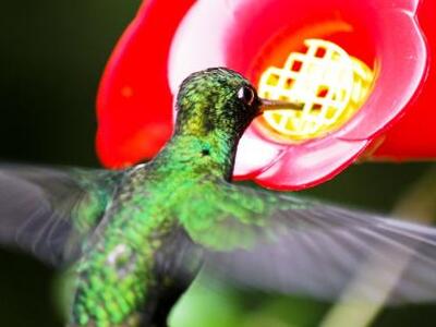 Το μικρότερο πουλί στον κόσμο έχει μέγεθ...