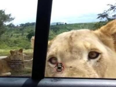 Λιοντάρι ανοίγει την πόρτα αυτοκινήτου γ...