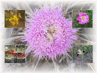 Τα αγριολούλουδα της Ελλάδας στα Υψηλά Αλώνια