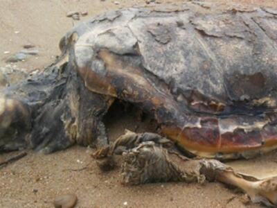  Η οδύσσεια μιας... νεκρής καρέτα καρέτα!