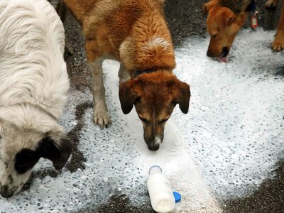 Πάτρα: Eπίθεση σκύλων σε 16χρονη - Την έ...