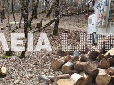 Σε ύφεση η παράνομη υλοτομία στην Ηλεία 