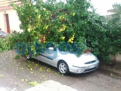 ΗΛΕΙΑ: Δέντρο καταπλάκωσε αυτοκίνητο - Δείτε ΦΩΤΟ