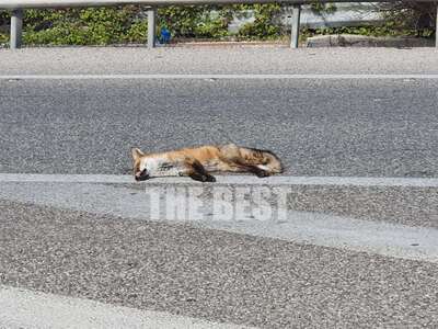 Πάτρα: Νεκρή αλεπού στην Κανελλοπούλου! ...