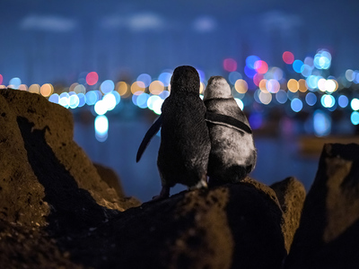 Η αγκαλιά δυο πιγκουίνων που έχασαν τους...