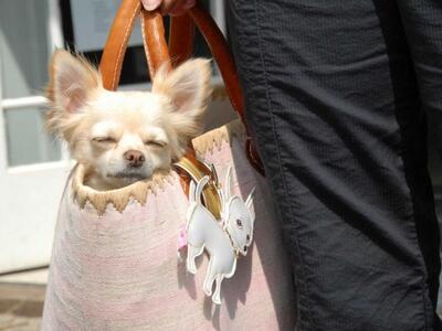 Αυτός ο υποψήφιος κρατούσε μέσα στην τσά...