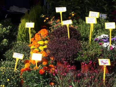 Ελλάδα, η χώρα των 5.752 φυτών