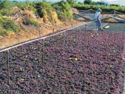 Αυξημενη 10% η παραγωγή κορινθιακής σταφ...