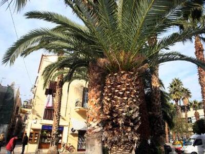 Μεσολόγγι: Το ρυγχωτό σκαθάρι έκανε την ...