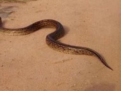 Δυτική Αχαία: Γέμισε ο τόπος φίδια-Κάτοι...