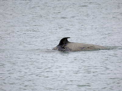Παρίσι: Εμφανίστηκε… φάλαινα στον Σηκουάνα - Επιχείρηση για να διασωθεί