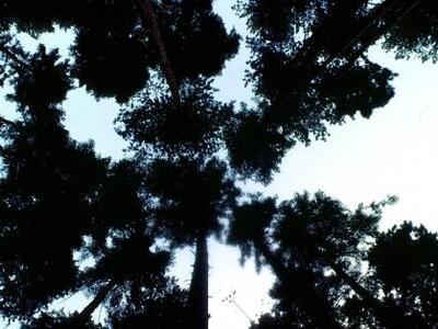 Τα δέντρα αναπτύσσονται γρηγορότερα όσο γερνάνε