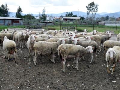 Μεσολόγγι: Toυ πήραν τα πρόβατα! Οι ζωοκ...