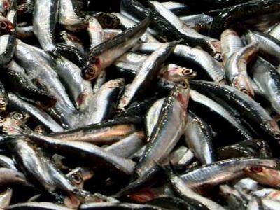 Ανακλήθηκαν κονσέρβες ψαρικών από τον ΕΦΕΤ