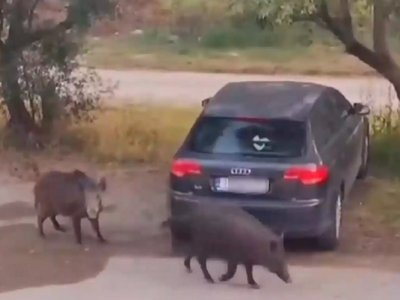 Θεσσαλονίκη: Βίντεο με τα αγριογούρουνα ...