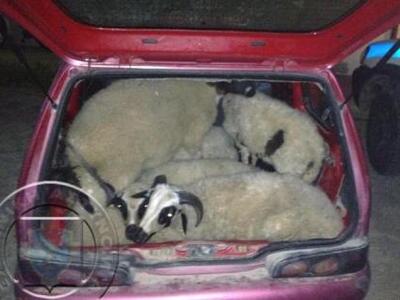 Εξιχνιάστηκαν δώδεκα ζωοκλοπές στην Ηλεί...