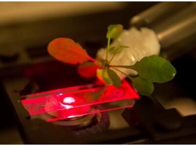 Έρχονται τα νανο-φυτά