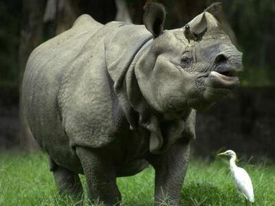 Σπάνιο είδος ρινόκερου γέννησε σε αιχμαλωσία