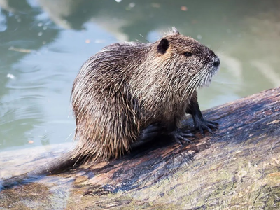 Οι μυοκάστορες επανεμφανίστηκαν στη Δυτι...