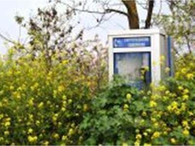 Πάτρα: Τηλεφωνικός θάλαμος... ανθοδοχείο...