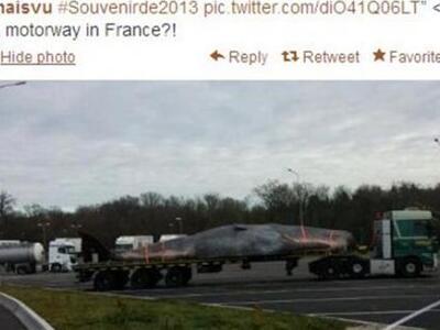 Λύθηκε το μυστήριο με την τεραστια φάλαι...