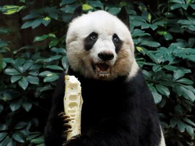 Χονγκ Κονγκ : Το μεγαλύτερο panda ζει κα...