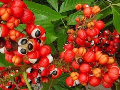 Το Γκουαρανά μας αδυνατίζει