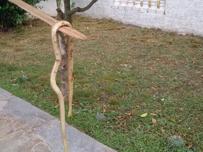 Συνεχίζεται η επιδρομή φιδιών στην  Κάτω Αχαϊα 