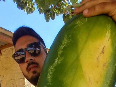 Βαρθολομιό:  Καρπούζι σε μέγεθος μικρού ...