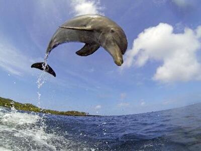 Τοξικό ψάρι το... ναρκωτικό των δελφινιών