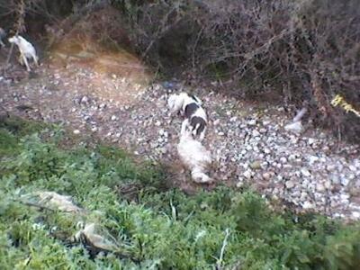 Αγρίνιο: Τα αδέσποτα πεινάνε… και τρώνε κοπάδια!