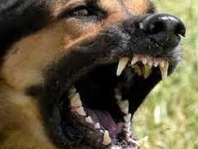 Επίθεση από σκυλί δέχθηκε έγκυος εργαζόμ...