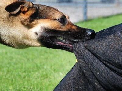 Μεσολόγγι: Ο σκύλος του ήταν ζωηρός… και...