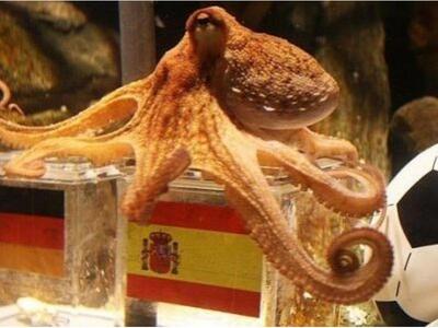 8 χταπόδια διαγωνίζονται για τη θέση του Πώλ 