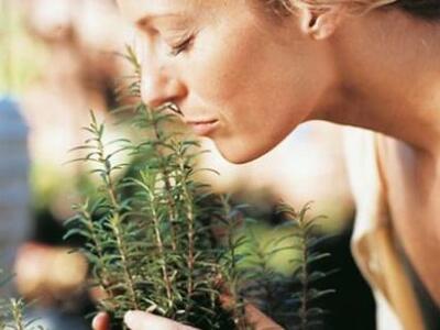 Αρωματικά φυτά Κρήτης: Απαγορεύεται για ...