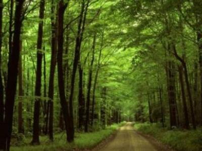 Σοβαρά ερωτηματικά για τον Ειδικό Φορέα Δασών