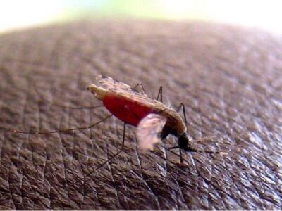 Η αλήθεια για τα κρούσματα ελονοσίας στη...