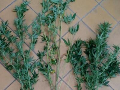 Μεσολόγγι: Συνελήφθη 38χρονος, στο Νιοχώ...