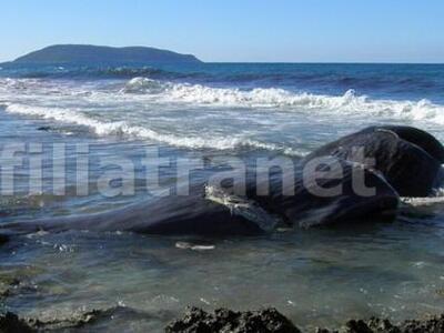 Πελοπόννησος: Η θάλασσα ξέβρασε νεκρή φά...