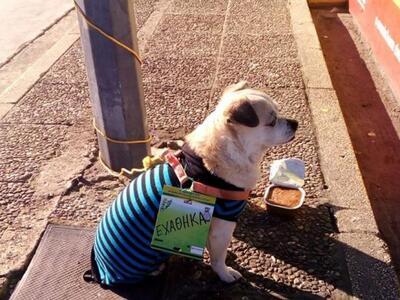 Πάτρα: "ΧΑΘΗΚΑ" - Η περιπέτει...