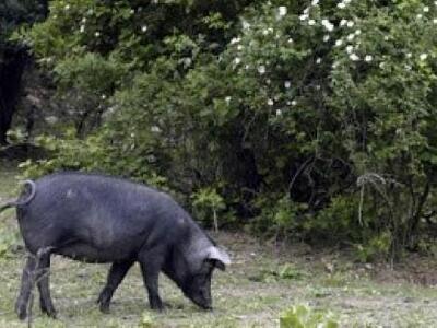 Έκλεβε γουρούνια επί έξι μήνες από την ί...