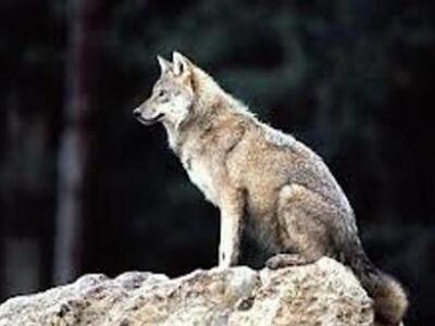 Επίθεση λύκων σε κτηνοτροφική μονάδα 