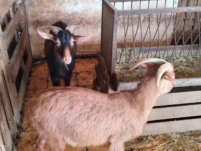 Αμπελόκηποι: Δείτε φωτογραφίες και βίντε...