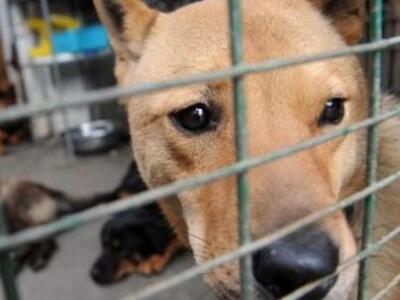 Θανάτωση σχεδόν 5.000 σκύλων μονάχα σε μ...