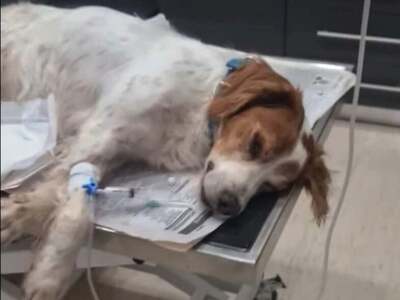 Επιτάλιο: Επικήρυξη 1.500 ευρώ για τον δ...