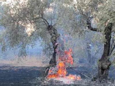 Ξέσπασε φωτιά κοντά στη Λιβαδειά 