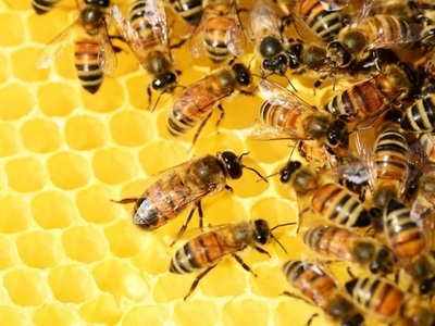 Εκδήλωση για τη Μελισσοκομία με τη στήρι...