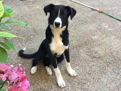 Πάτρα: Χάθηκε σκυλίτσα στον μόλο της Αγί...