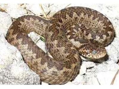 Το φίδι...δεν ήξερε σε ποια αυλή μπήκε κ...