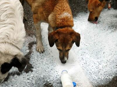 Αίγιο: Tης επιτέθηκε σκύλος και πήγε στο...